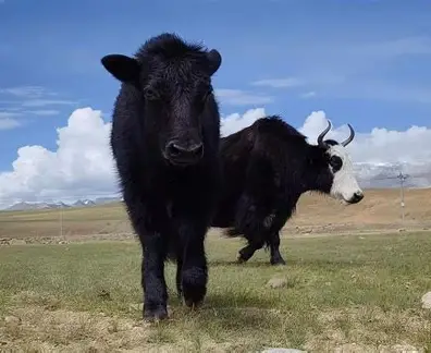 Hytaý alymlary ýaklary klonirlemekde uly öňegidişlik gazanandyklaryny yglan etdiler: Tibetde tebigy ýol bilen 10 sany klonirlenen ýak dünýä indi
